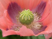 惊艳的罂粟花