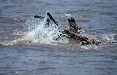 在迁徙时，斑马被鳄鱼拽下水，摄于肯尼亚马赛马拉