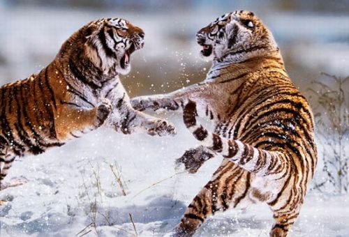 “二虎相争图”摄于中国北方，这是两只西伯利亚虎