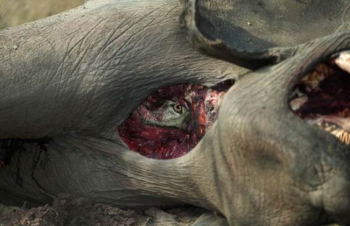一只狮子的眼睛透过死象的身体，放出凶光，摄于非洲南部博茨瓦纳的萨谬提地区 ...