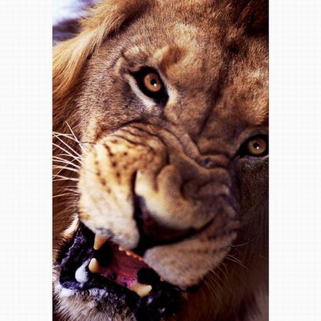 公狮咆哮时的表情，摄于南非