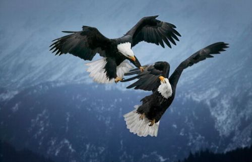 在阿拉斯加上空，两只秃鹰展开空战