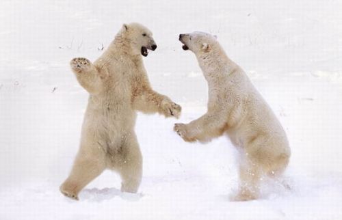 两只北极熊似乎是在吵架